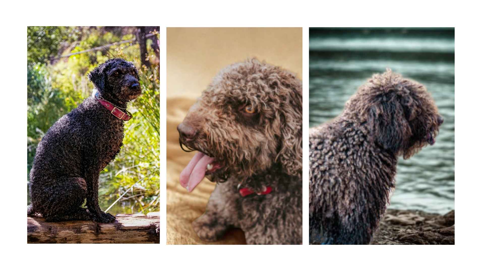 Perro de aguas español
